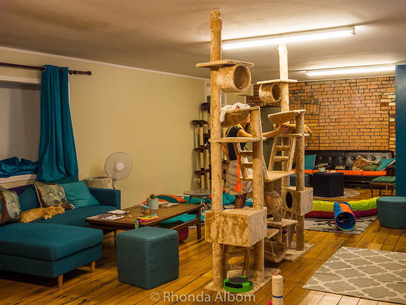 Cat Cafe is one of the quirky places to eat in Auckland New Zealand