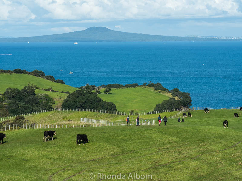 Shakespear Park with Rangitoto Island in the background is one of the most beautiful places in Auckland New Zealand