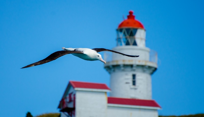 Northern Royal Albatross in flight with the Taiaroa Head Lighthouse in the Background. Photo Credit: Chris McCormack