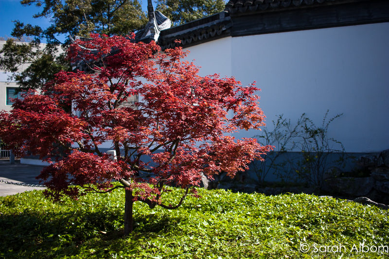 Just outside the Dunedin Chinese Garden New Zealand