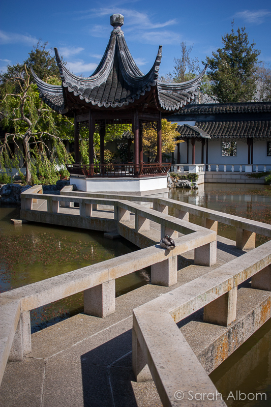 Dunedin Chinese Garden (Lan Yuan) Authentic Tranquil Beauty