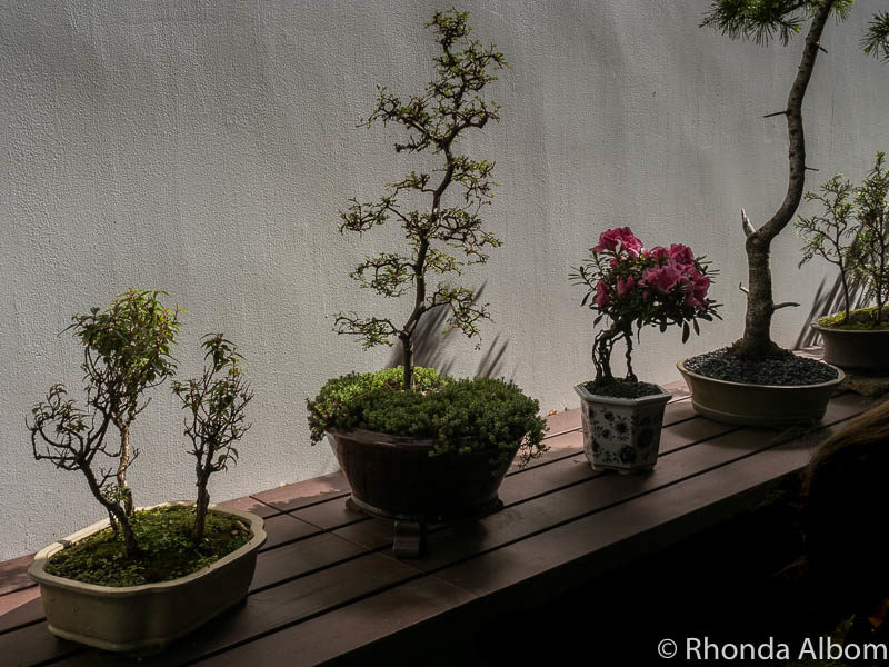 Dunedin Chinese Garden (Lan Yuan): Authentic Tranquil Beauty 8 Penjing are small manicured trees in China