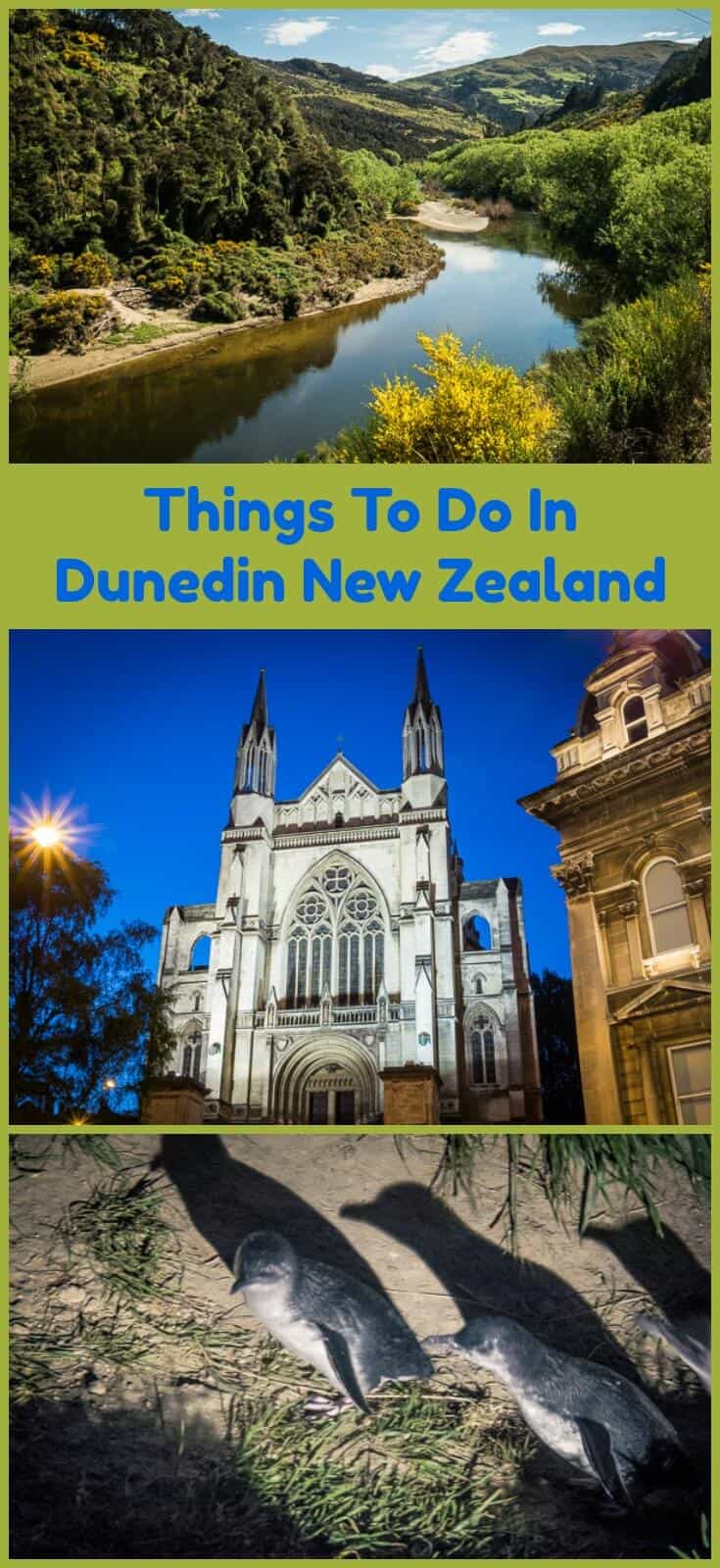 25 Things to Do in Dunedin NZ and their Unique Claim to Fame