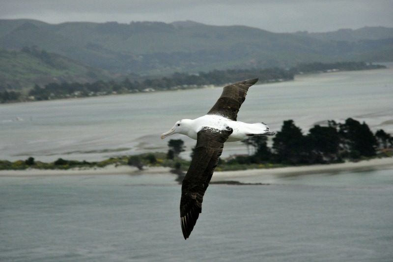Royal Albatross Centre: We Saw Tiny Penguins and Huge Seabirds 7 Royal Albatross flying Otago Harbour, credit Leon Chu