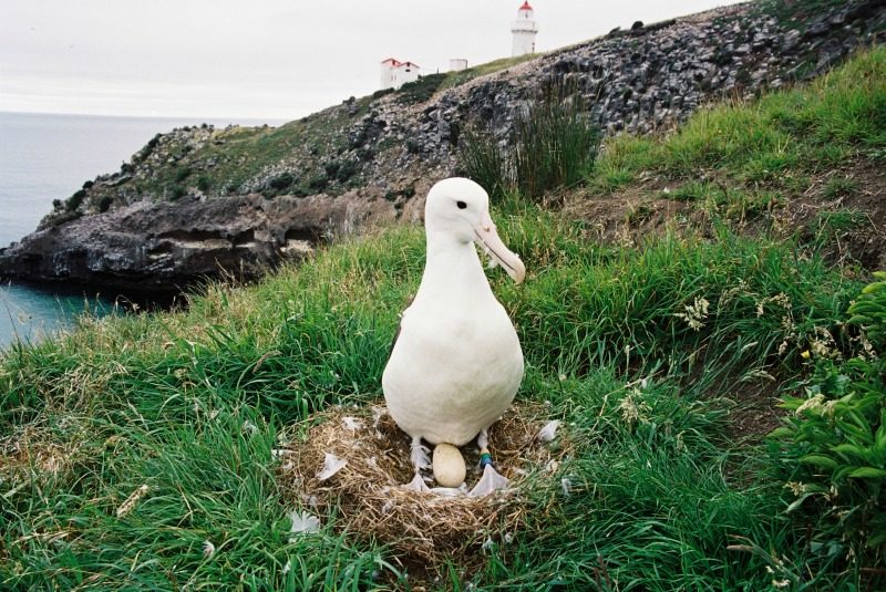 Royal Albatross Centre: We Saw Tiny Penguins and Huge Seabirds 8 Royal Albatross with egg