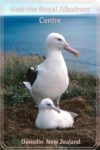 Royal Albatross and chick at Taiaroa Head in Dunedin, New Zealand.
