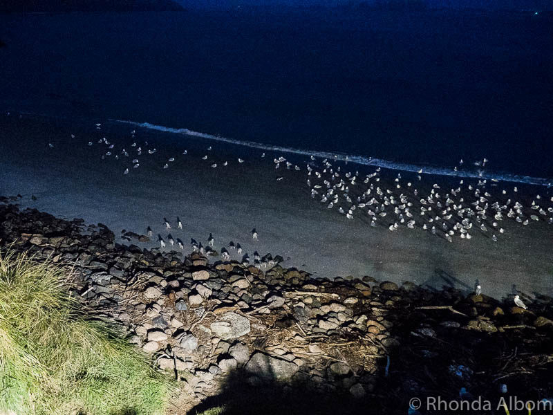 Royal Albatross Centre: We Saw Tiny Penguins and Huge Seabirds 12 Breeding colony of penguins returning home a the Royal Albatross Centre, Dunedin New Zealand