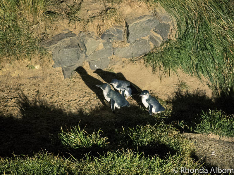 20 Unique Animals in New Zealand That Will Make You Smile 9 Breeding colony of penguins at the Royal Albatross Centre, Dunedin New Zealand