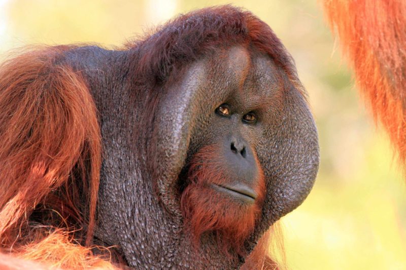 Charlie the only orangutan at Orana Wildlife Park in Christchurch New Zealand