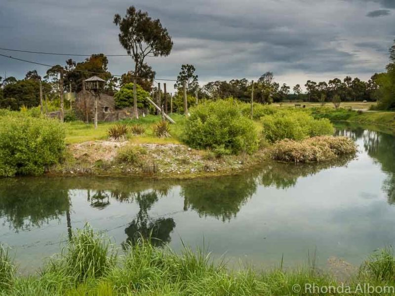 Siamang gibbons habitat at Orana Wildlife Park in Christchurch New Zealand