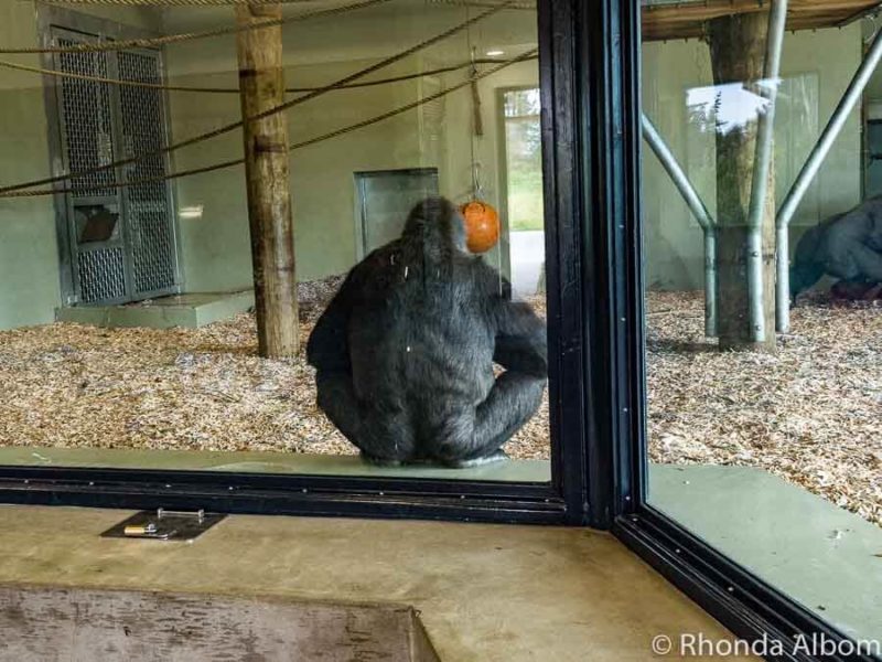 Gorilla at Orana Wildlife Park in Christchurch New Zealand