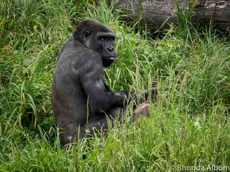 Christchurch Zoo - Orana Park's Incredible Wildlife Encounters 11 Western lowland gorilla