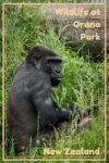 Orana Wildlife Park in Christchurch is to New Zealand's only open range zoo, home to many endangered species. Check out the article for more great photos.