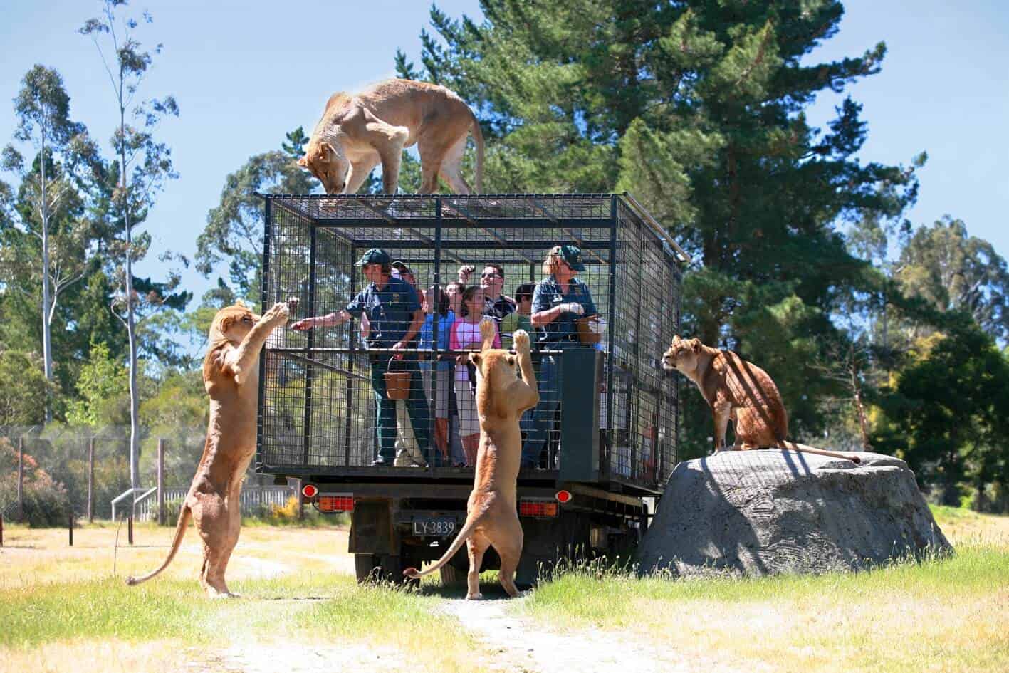 Orana Wildlife Park Lion Encounter