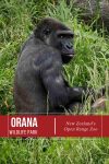 Western lowland gorilla in a Christchurch zoo.