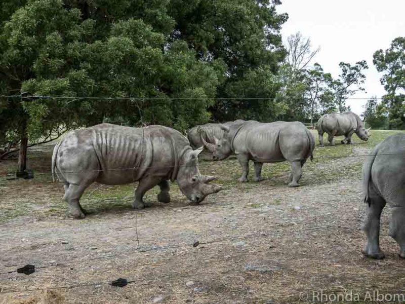Christchurch Zoo - Orana Park's Incredible Wildlife Encounters 3 White rhino at Orana Wildlife Park in New Zealand
