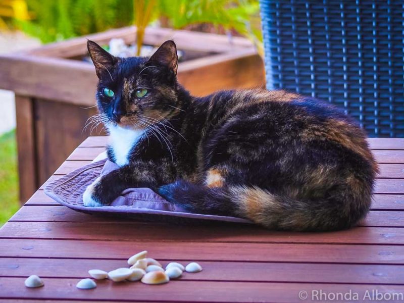 Cat on the hat in Samoa