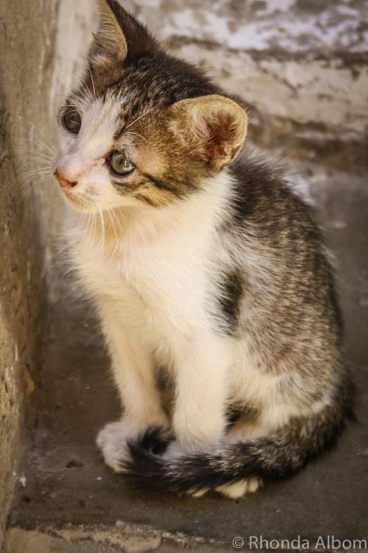 Cat photo copyright Rhonda Albom-94412