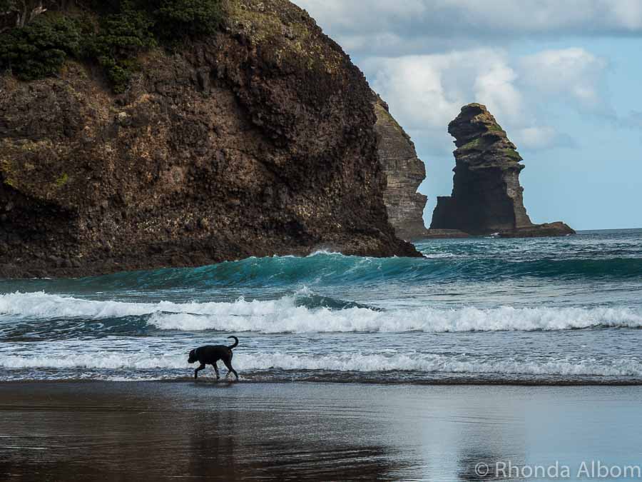 Dog on west coast beach of Auckland New Zealand