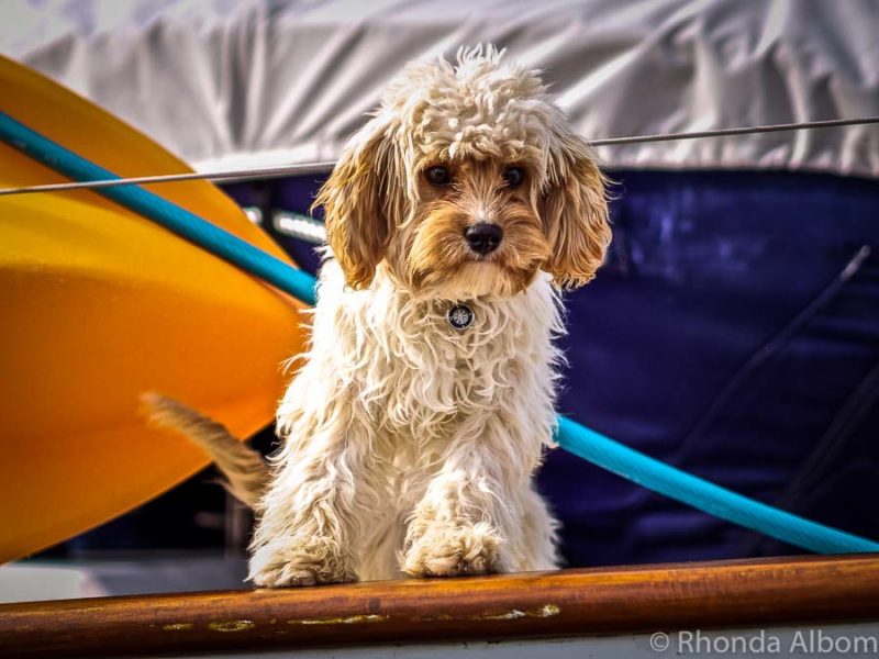 Adorable dogs like this one could be part of a house sitting New Zealand experience