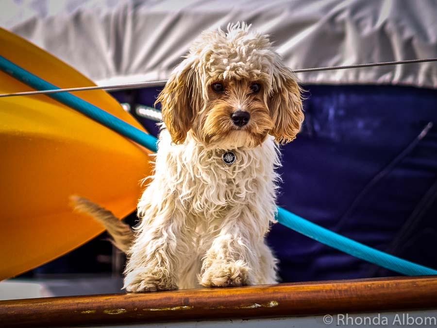 How to Start Pet and House Sitting Worldwide