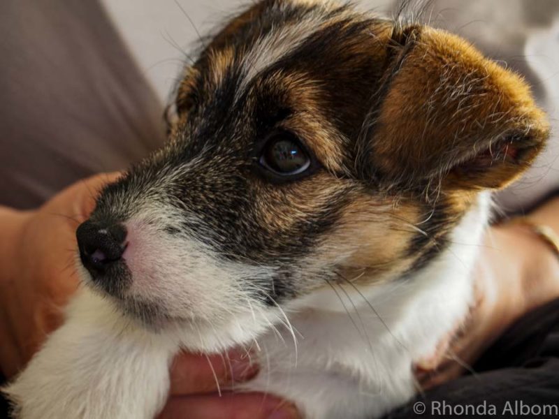Jack Russell as part of a house sitting New Zealand swap