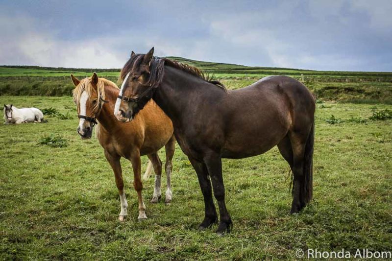 Horses in Ireland