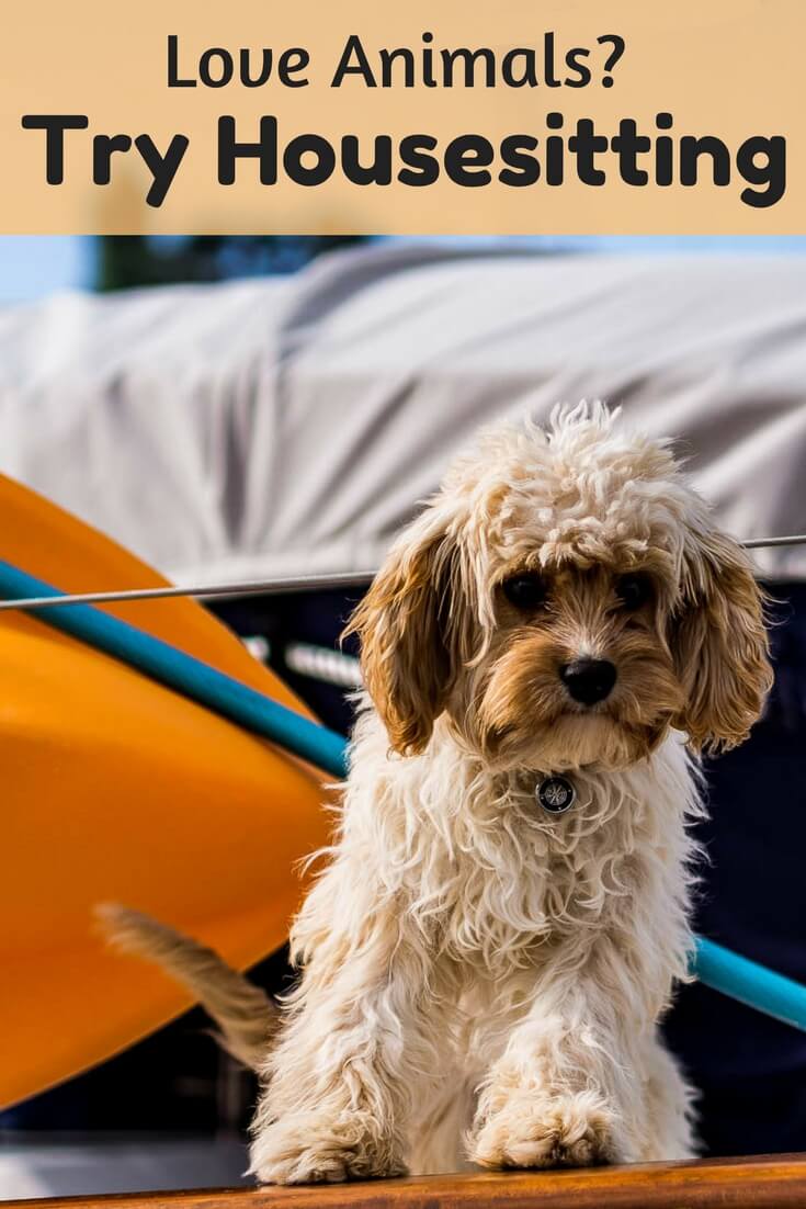 Are you a pet lover looking for free accommodations? If so, check out these tips to get started housesitting and you could be cuddling this adorable kitty, or dog sitting during your next adventure. Read the article for tips on getting started.