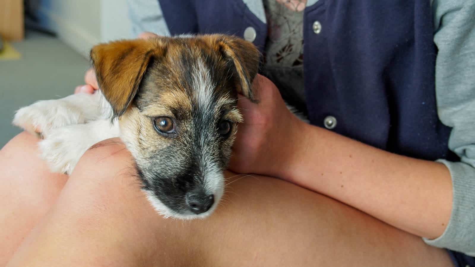 Start Pet and House Sitting Worldwide • Albom Adventures