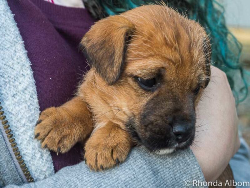 Adorable puppy in Auckland New Zealand