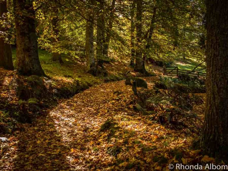 Colourful Autumn leaves line a path at Eastwoodhill Arboretum in New Zealand