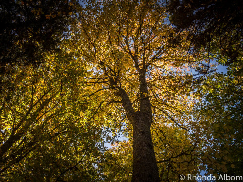 Tall trees in Eastwoodhill Arboretum just outside Gisborne New Zealand
