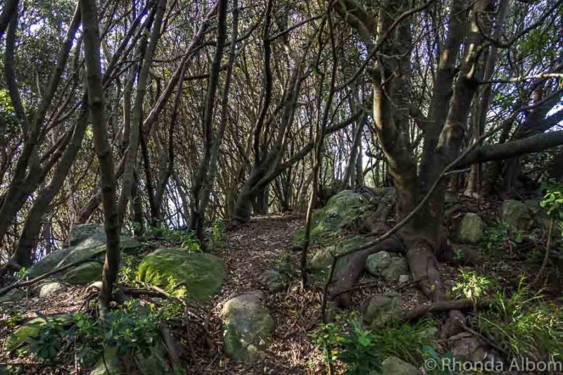 Hiking path on Leisure Island in Bay of Plenty New Zealand