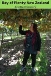 Touring Kiwifruit Country in the Bay of Plenty New Zealand