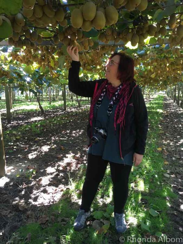 Kiwifruit Country: Behind the Scenes at a New Zealand Kiwi Fruit Farm 10 Golden kiwifruit in the Bay of Plenty New Zealand