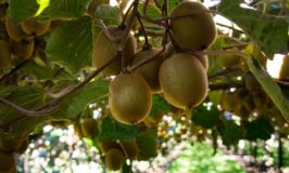 Kiwifruit Country: Tour a Kiwifruit Orchard in New Zealand