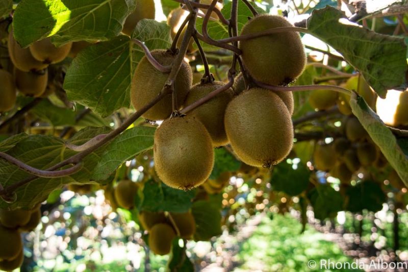 Kiwifruit Country: Behind the Scenes at a New Zealand Kiwi Fruit Farm 6 Fruit on a mature green kiwifruit vine at a New Zealand kiwi farm