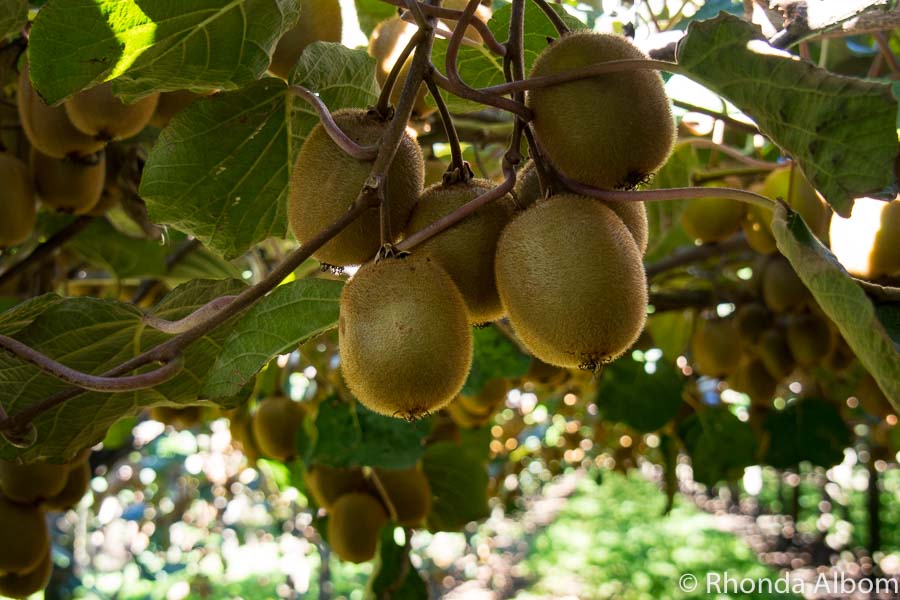 Fruit on a mature green kiwifruit vine in New Zealand