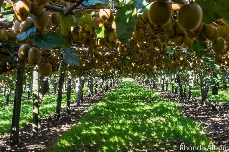 Kiwifruit Country Behind the Scenes at a New Zealand Kiwi Fruit Farm