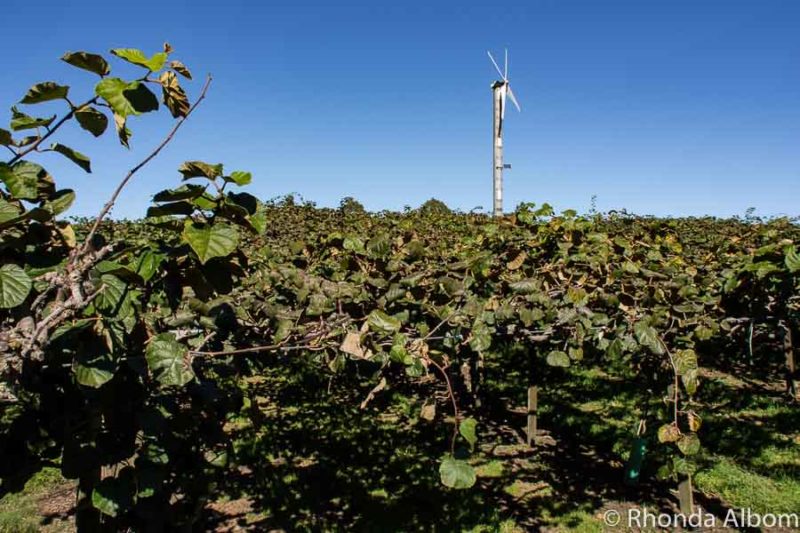 Kiwifruit Country: Behind the Scenes at a New Zealand Kiwi Fruit Farm 11 Frost fan in a New Zealand field