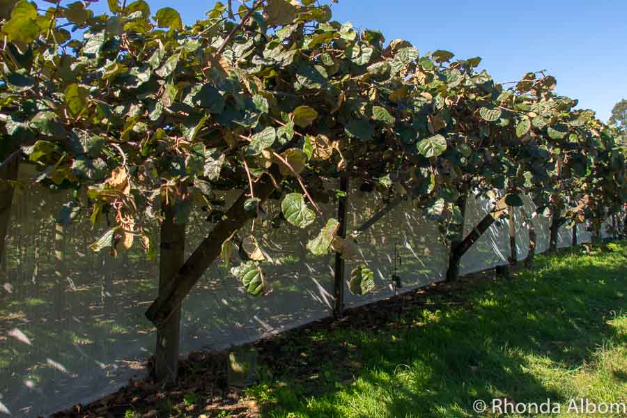 Kiwifruit Country Behind the Scenes at a New Zealand Kiwi Fruit Farm