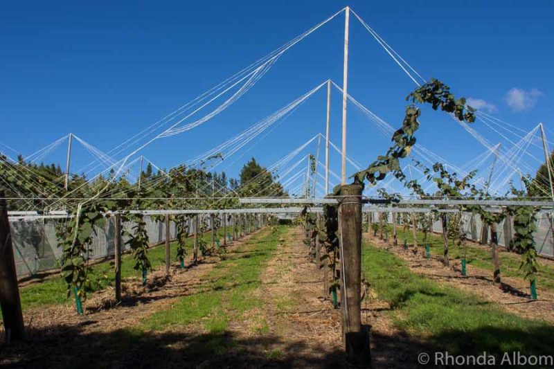 Kiwifruit Country: Behind the Scenes at a New Zealand Kiwi Fruit Farm 8 Two year old immature gold kiwi fruit vines at Kiwifruit Country in Paengaroa in the Bay of Plenty in New Zealand