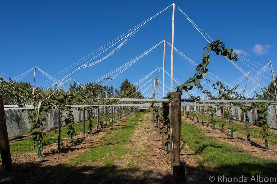 Kiwifruit Country Behind the Scenes at a New Zealand Kiwi Fruit Farm
