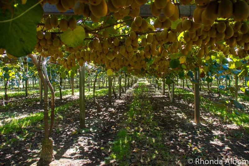Kiwifruit Country: Behind the Scenes at a New Zealand Kiwi Fruit Farm 4 1000s of fruit ready to be picked at this kiwifruit farm
