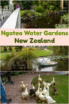 Ngatea water gardens