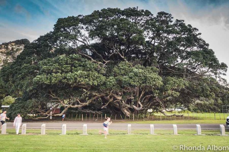 The World's largest Pohutukawa Tree in Te Araroa New Zealand