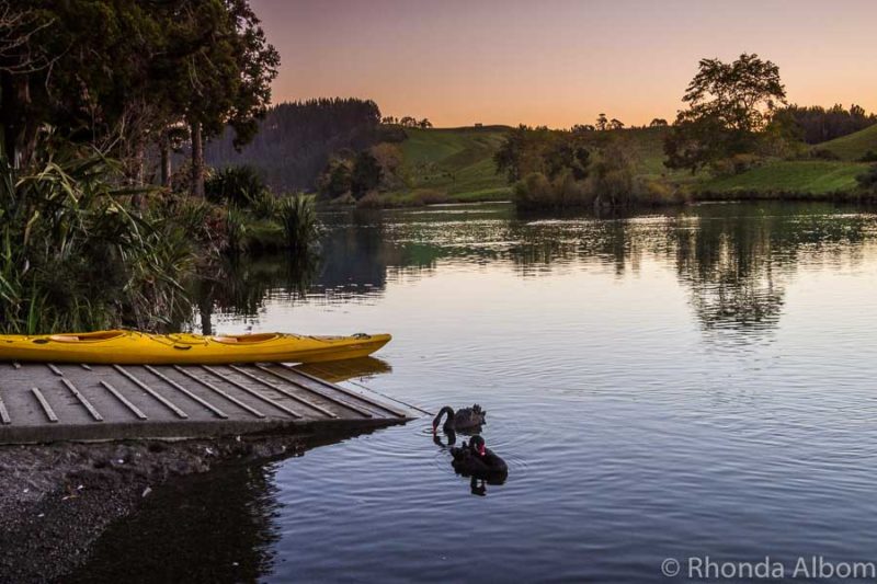 Black swan on McLaren Lake in the Bay of Plenty New Zealand