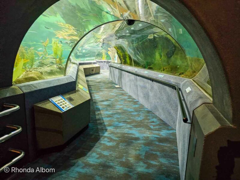 Napier New Zealand National Aquarium 20250219 115906