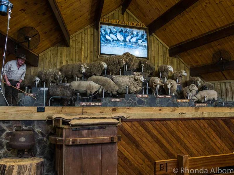 20 Fun Things to Do in Rotorua: A First Timer's Guide 23 19 breeds of sheep on one stage at the Agrodome in New Zealand