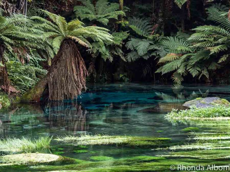 The Blue Spring at Te Waihou Walkway, Putaruru, in New Zealand